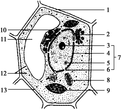 遗传咨询